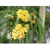 Nutricote. Timed Release Fertilizer. 18-6-8 180 Day. 10 Pounds. Orchids,