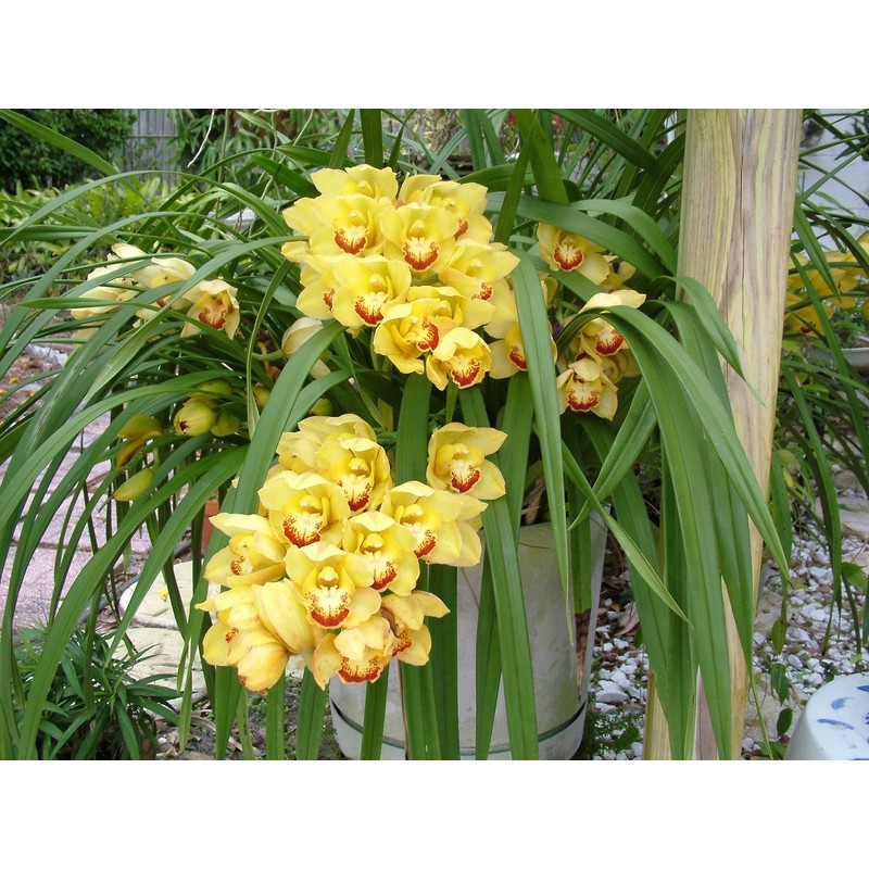 Nutricote. Timed Release Fertilizer. 18-6-8 180 Day. 10 Pounds. Orchids,