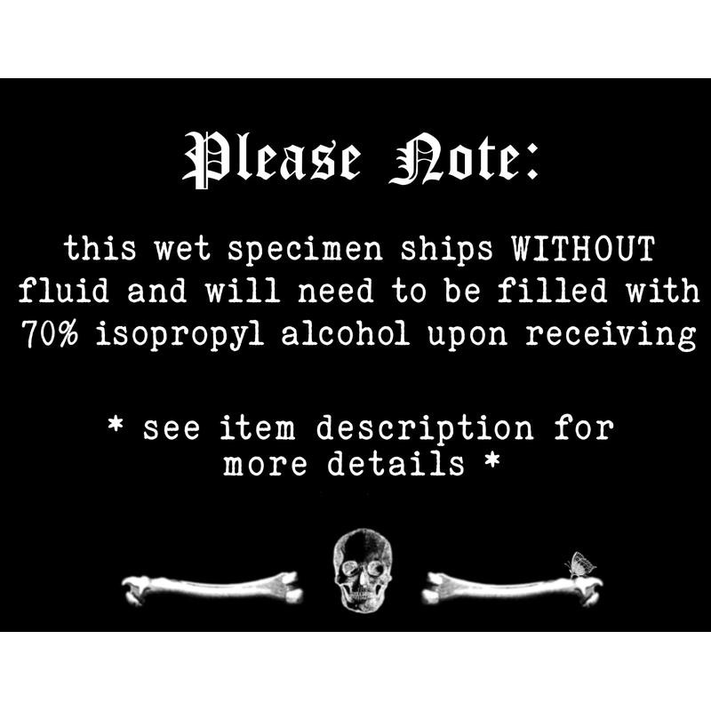 Octopus Tentacle Mini Heart Wet Specimen Apothecary Bottle Curiosity Decor