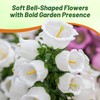 Outsidepride Medium White Canterbury Bells Flower Seeds - 10000 Pcs