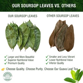Soursop Leaf Tea – 45 Tea Bags – Wild Graviola/Guanabana Leaves, Caribbean Herbal Drink, Caffeine-Free, Non-GMO, Gluten-Free