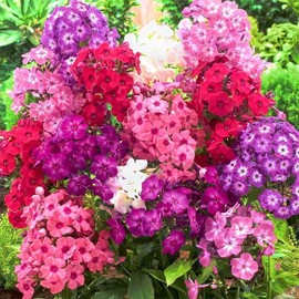 Mixed Phlox Seeds for Planting - Phlox Seeds Creeping Perennial Ground Cover Plants- Annual Flower Seeds for Home Garden - 1500 Seeds