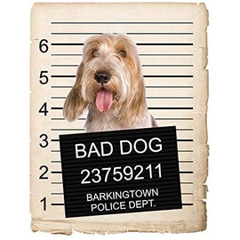Petit Bassets Griffons Vendeen Dog Mugshot Bad Dog Car Bumper Magnet, Magnetic for Refrigerator, Decorative Fridge, Office, Whiteboard, Kitchen, Locker Waterproof Decor, Family & Friends, 4x7 in
