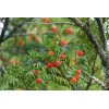 CZ Grain 30 Japanese Yew Tree Seeds - Taxus cuspidata-