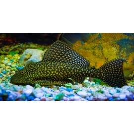 AQUATICBLENDEDFOODS Pleco Food,Veggie Mix,Krill,Spirulina,Brine Shrimp,Cory Cats,Bottom Feeders,Snail,Shrimp,Plecostomus,Wafers, 8oz ABF16BS