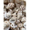 25 Beautiful Babylonia Areolata Shells 1 - 1 1/2" Beach