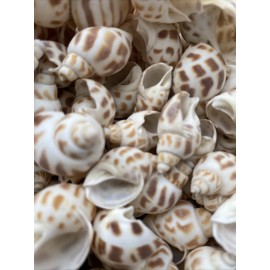 25 Beautiful Babylonia Areolata Shells 1 - 1 1/2" Beach Craft Decor Coastal
