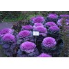 NIKA SEEDS - Vegetable Flowering Kale Mix (Ornamental Cabbage) Large