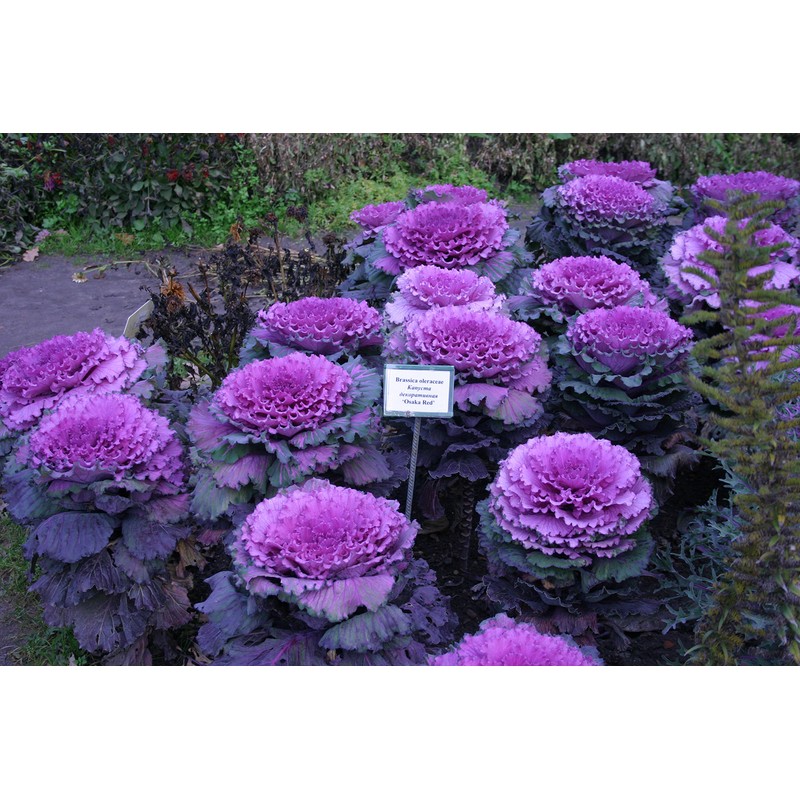 NIKA SEEDS - Vegetable Flowering Kale Mix (Ornamental Cabbage) Large