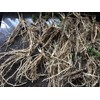 Star Mountain 10 ea. Mary Washington Asparagus Live Plants, 2yr