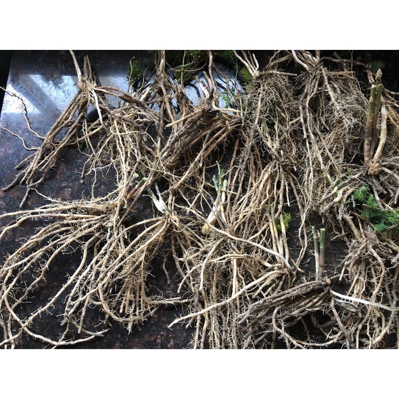 Star Mountain 10 ea. Mary Washington Asparagus Live Plants, 2yr