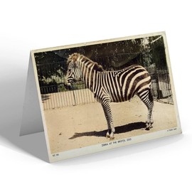 GREETING CARD - Vintage Bristol - Zebra at the Bristol Zoo (b)