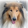Rough Collie Dog Greeting Card - Square