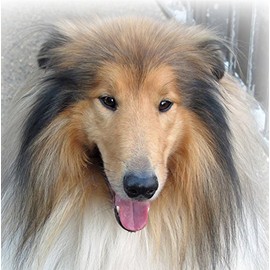 Rough Collie Dog Greeting Card - Square