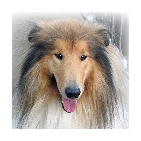 Rough Collie Dog Greeting Card - Square