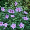 Proven Winners 2 Gal. Paraplu Violet Rose of Sharon (Hibiscus)