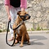 Nylon Dog Muzzle for Small,Medium,Large Dogs Prevent from Biting,Barking and
