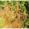 1000 Indiangrass Indian Grass Seeds Native Prairie Wildflower Clumping Ornamental