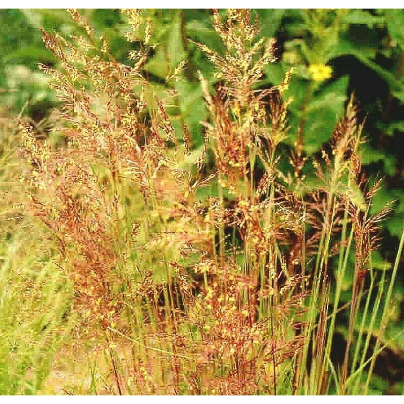 1000 Indiangrass Indian Grass Seeds Native Prairie Wildflower Clumping Ornamental