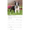 Carousel Calendars, Boston Terriers 2026 Wall Calendar, 12'' X 12'',
