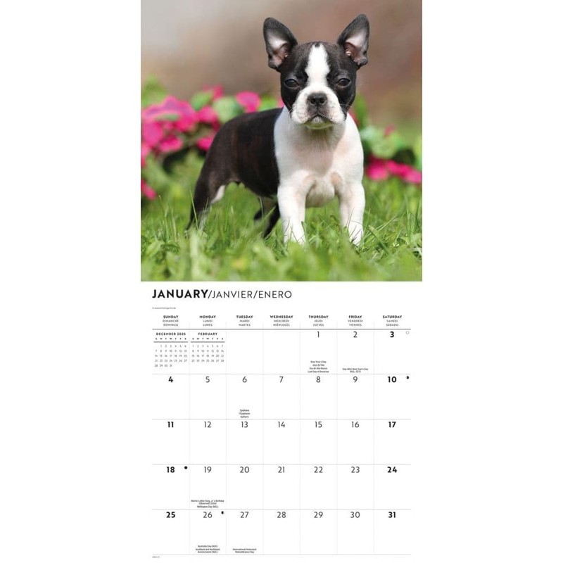 Carousel Calendars, Boston Terriers 2026 Wall Calendar, 12'' X 12'',