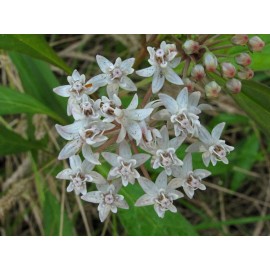 Buy Rare Seeds Asclepias perennis | White Aquatic Milkweed | 5_Seeds