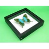 asiahouse24 A Real Exotic Prepared Butterfly in Picture Frame Wall