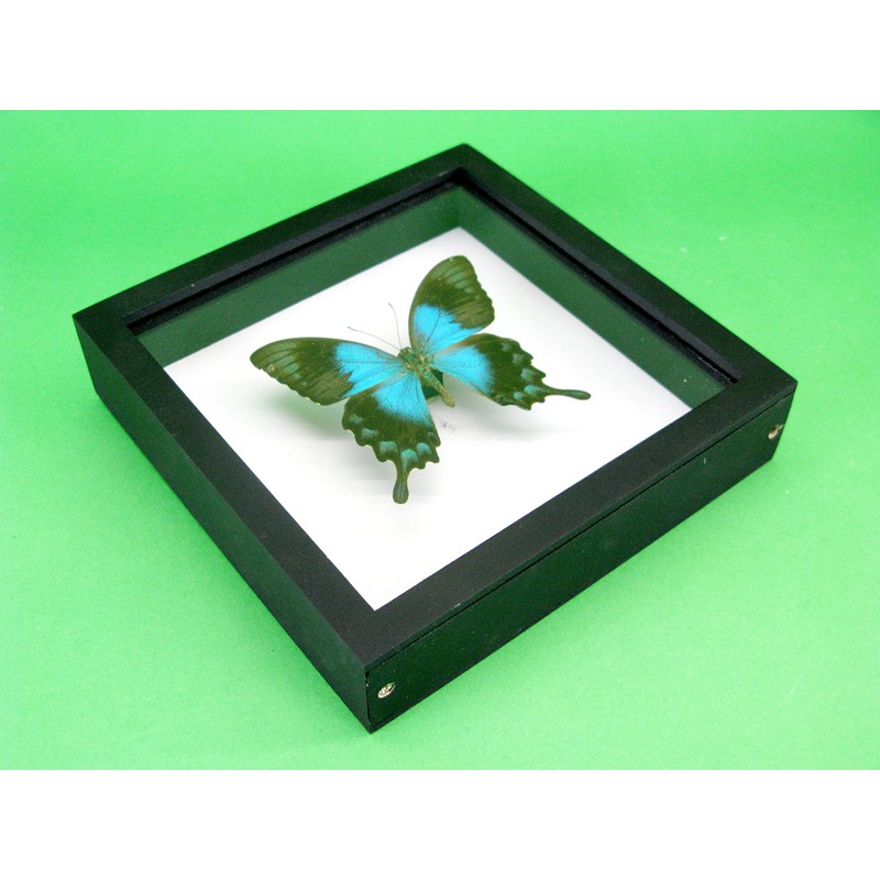 asiahouse24 A Real Exotic Prepared Butterfly in Picture Frame Wall