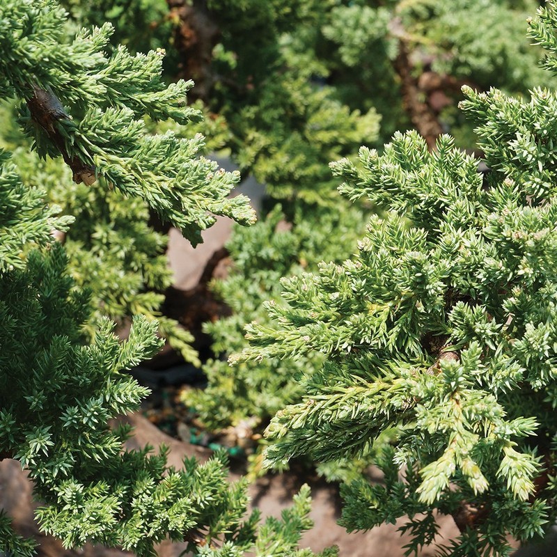 Brussel's Bonsai Live Green Mound Juniper Bonsai Tree - Medium,