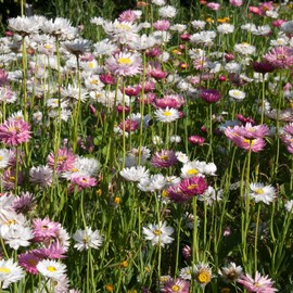 Outsidepride Helipterum Mix - 1000 Seeds