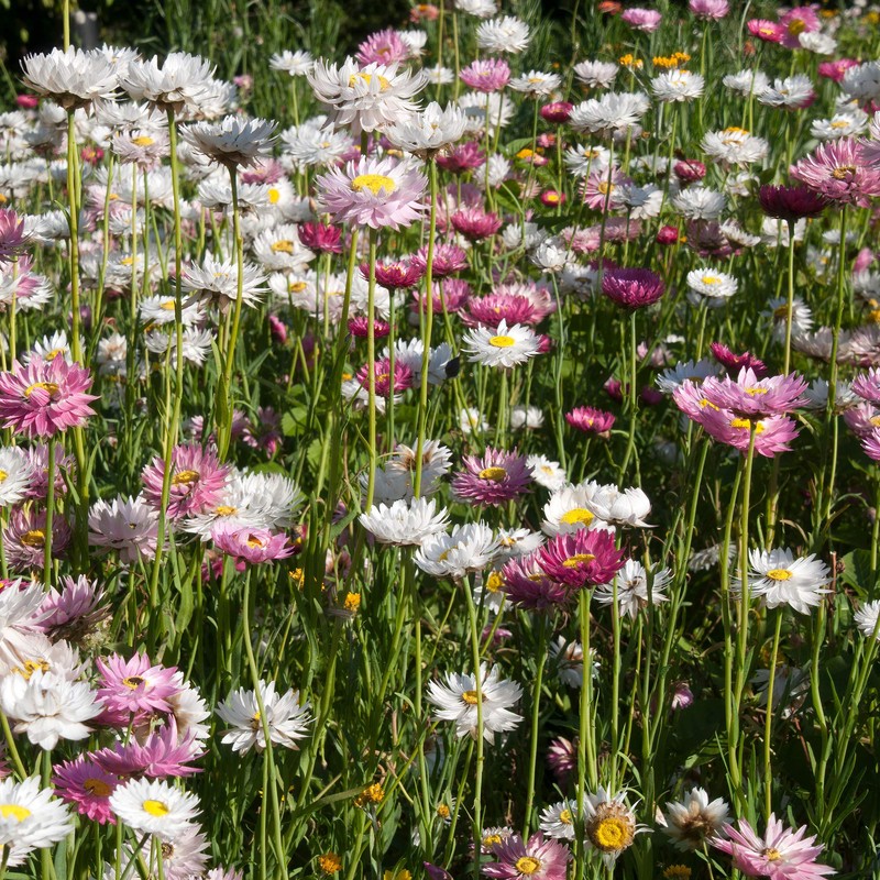 Outsidepride Helipterum Mix - 1000 Seeds