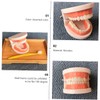 Mikinona Standard Teeth Model for Oral Education Child Tooth Brushing