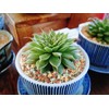 2lb Bonsai Succulent and Cactus Soil Boniosz Gritty Mix Rocks
