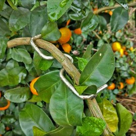 Fruit Tree Branch Spreader,Tree Branch Limb Spreader Bonsai Branch Training Modelling Tool Branch Spreader Puller Tree Branch Shaping Tools,Branch Bending Tool to Improve Yield 24PCS (M3.1IN 24PCS)