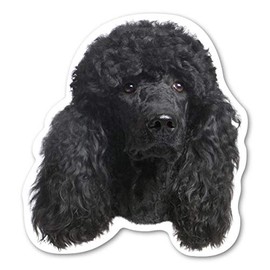 (Black) Poodle Dog Magnet by Magnet America is 4.875" x 4.5" Made for Vehicles and Refrigerators