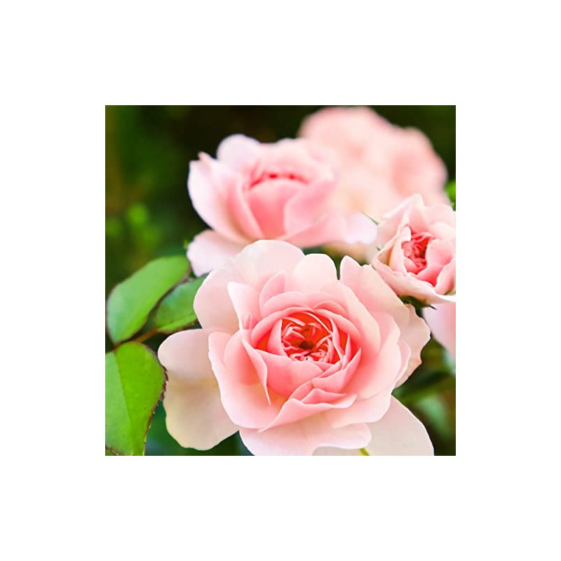 Herbal Essences Smooth Collection Conditioner, 29.2 fl oz