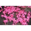 Beni Maiko Japanese Maple 3 - Year Graft