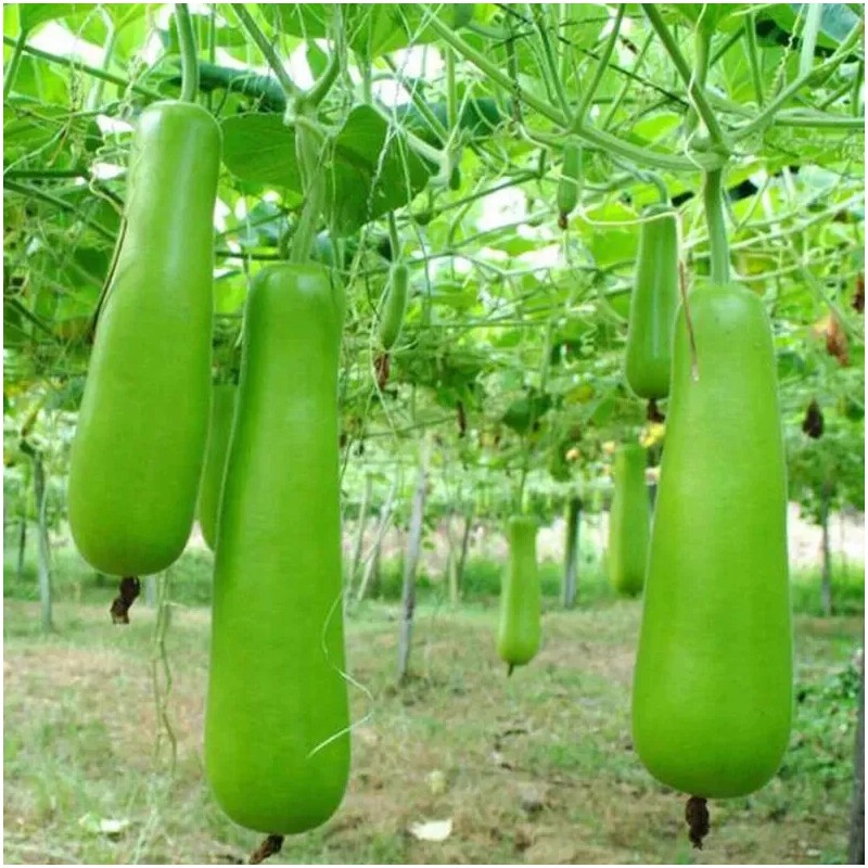 Nygardenia 35pcs Long Bottle Gourd Seeds - Non-GMO Calabash Gourd