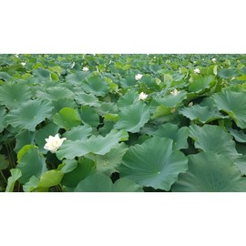 Myeongdang Yeonhyang (lotus leaf powder 200G lotus leaf noodle soup, sujebi, pancakes / 명당연향(연잎가루200G 연잎칼국수, 수제비,부침개