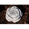 stoneandstyle Stone Blossom, Solid Cast Stone, Frost and Weatherproof