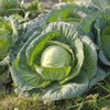 Eden Brothers Cabbage Seeds - All Seasons