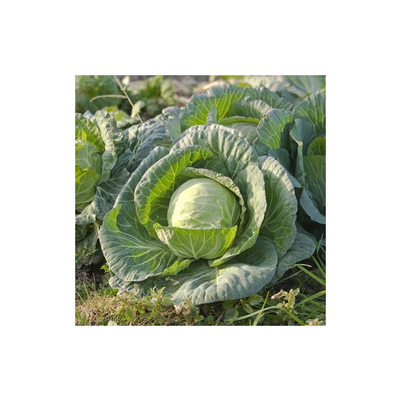 Eden Brothers Cabbage Seeds - All Seasons