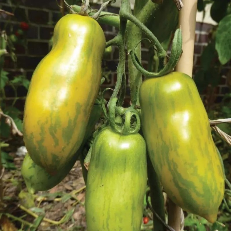 Southeast Seeds Green Sausage Tomato Seeds, Heirloom, Green Sleeves, Pasting,