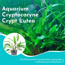 CANTON AQUATICS Live Aquarium Cryptocoryne Crypt Lutea - Excellent Foreground and midground Plant - Long Pointed Leaves - Perfect at Moderate Temperature - Easy to Care - Green - 2" Pot