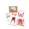 Pacha Echecs® - Anatomy of Montessori Teeth - Learning Material