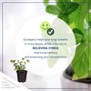 Live Aromatic and Healthy Herb - Eucalyptus, Improves Air Quality,