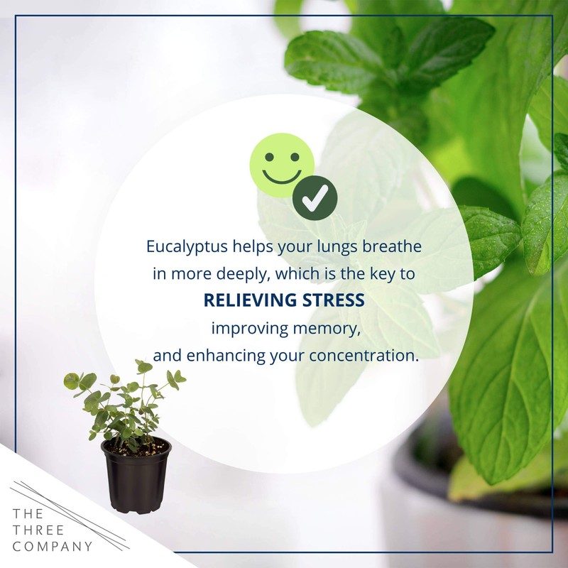 Live Aromatic and Healthy Herb - Eucalyptus, Improves Air Quality,