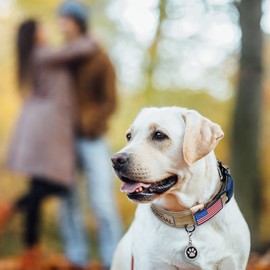 OEBEESA Tactical Dog Collar Adjustable Military Collar: - Nylon K9 Collars with Handle and Heavy Duty Metal Buckle for Medium and Large Dogs with 3 Patches and Airtag Case Holder (L, Camo)