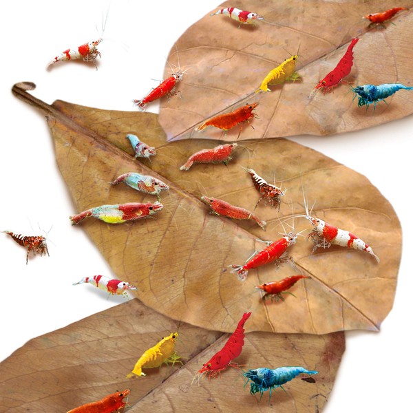 JOR Water Conditioner Leaves for Freshwater Betta & Shrimp Aquarium,