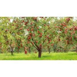 PnE seeds Red Delicious Apple tree seeds 5 count